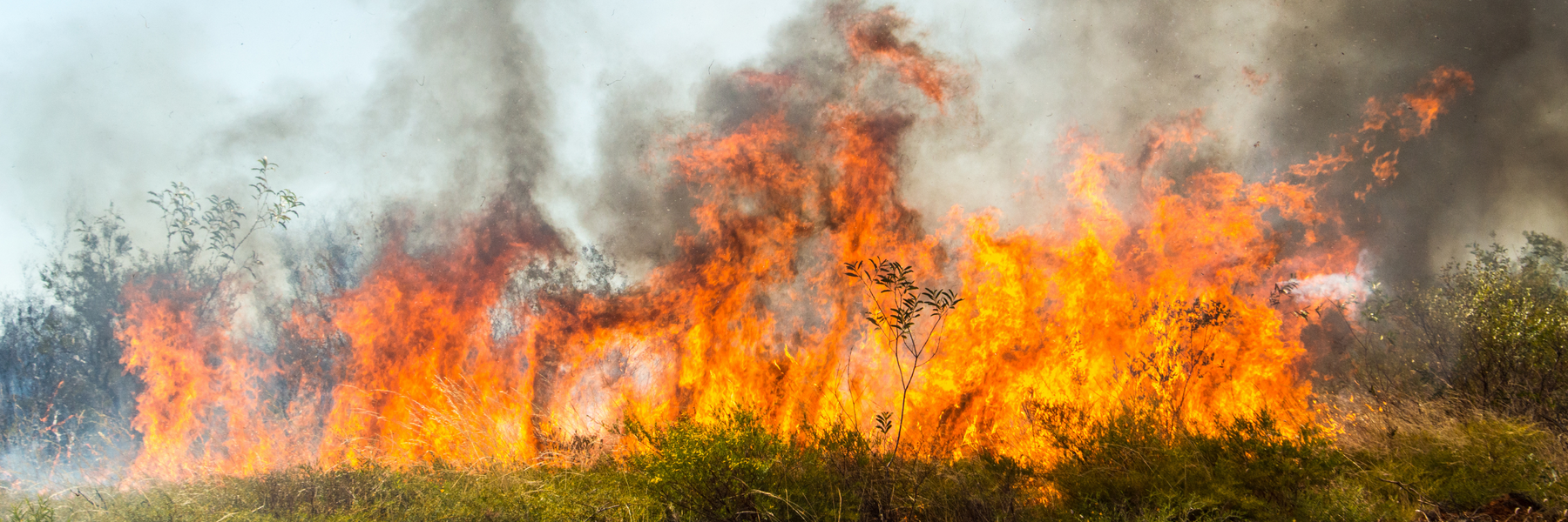 Helping Our Mates: A Guide on Bushfire Preparedness and Animal Care for Rural Aussies