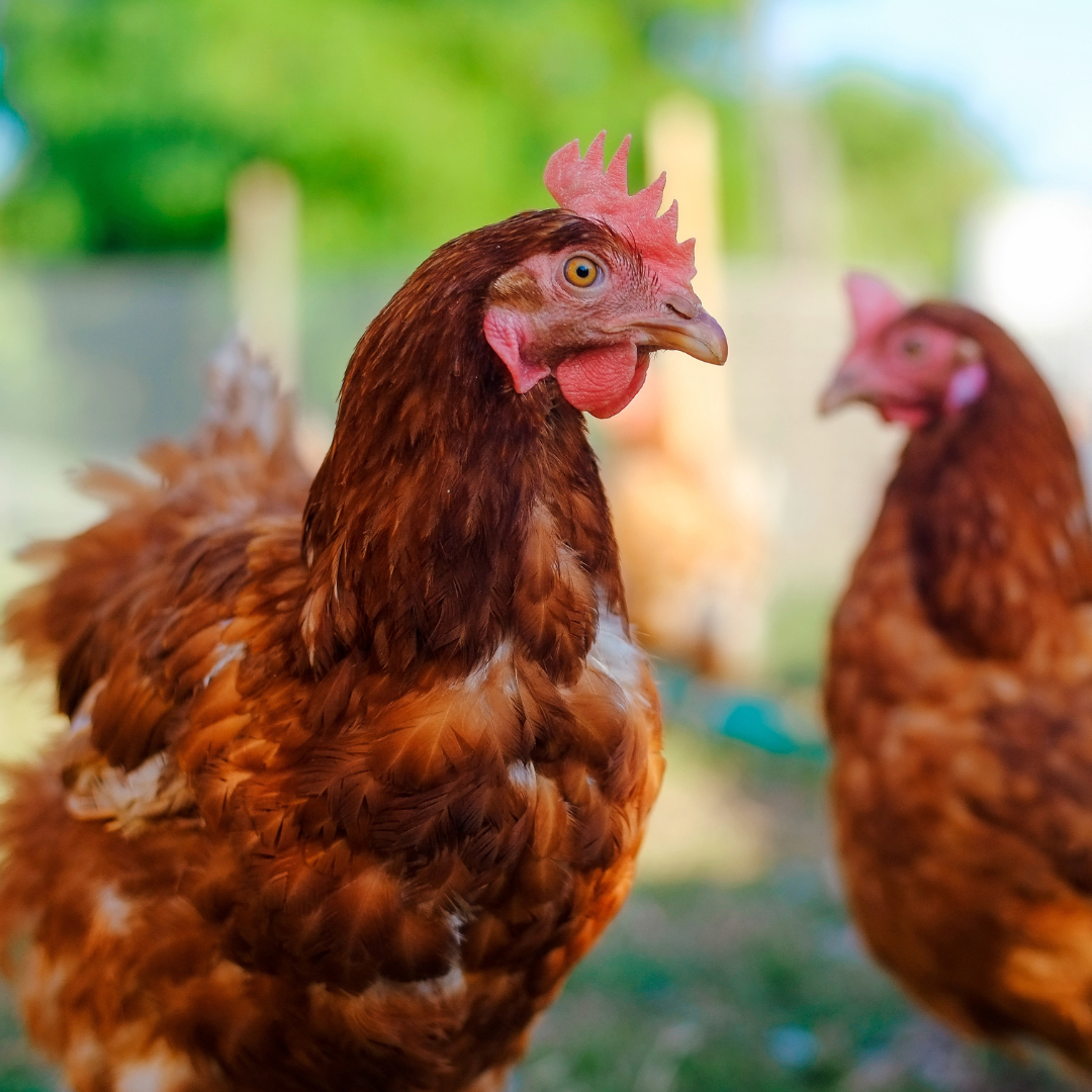 Poultry