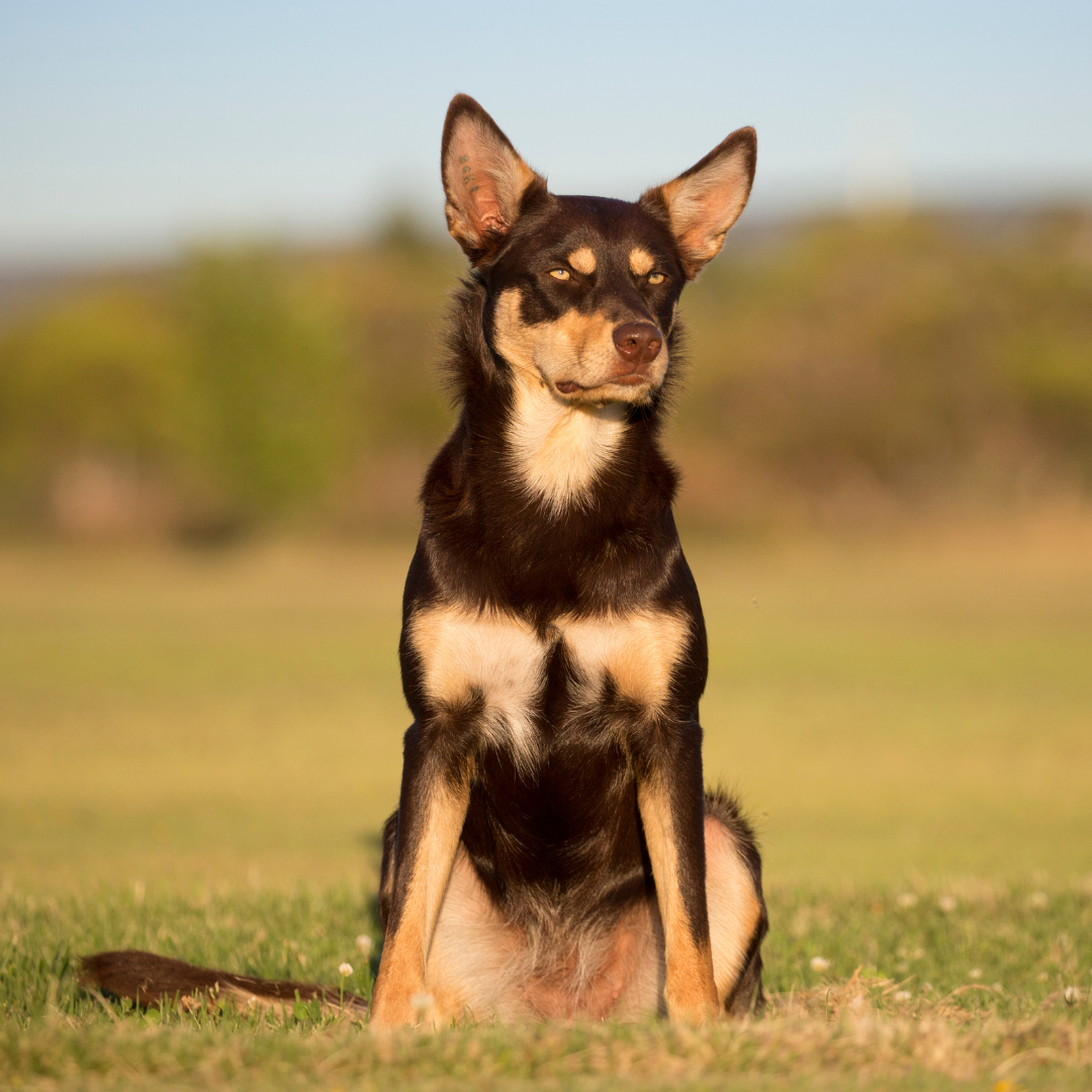 Dog