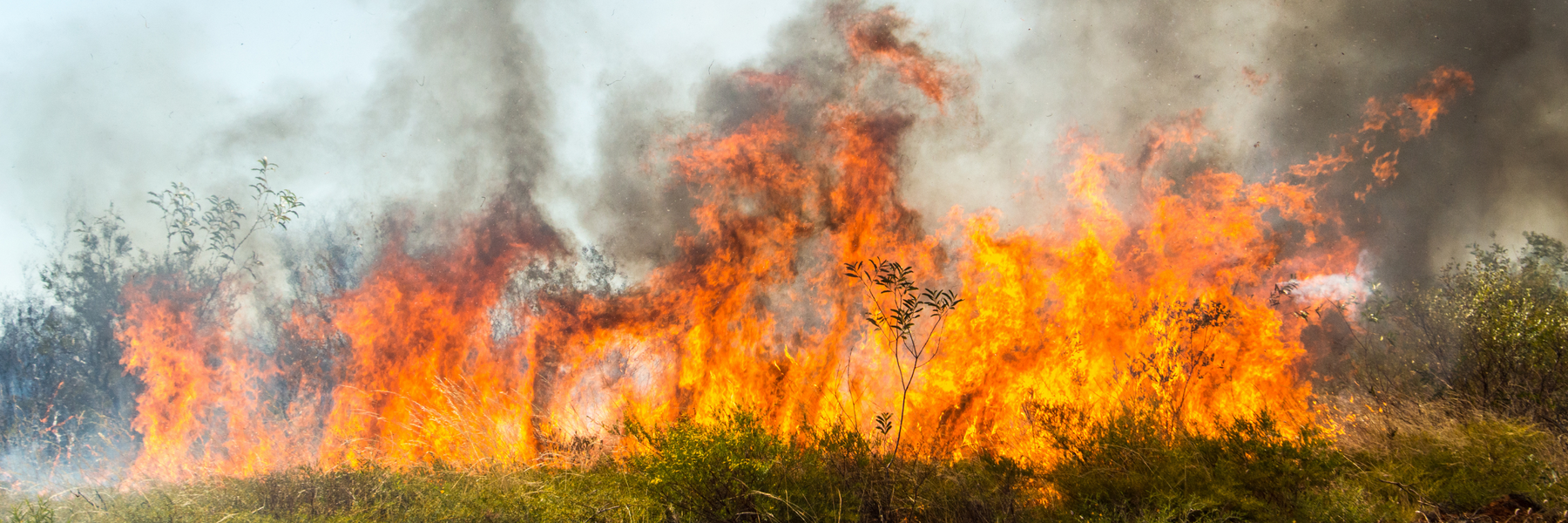 Helping Our Mates: Bushfire Preparedness and Animal Care for Rural Aussies