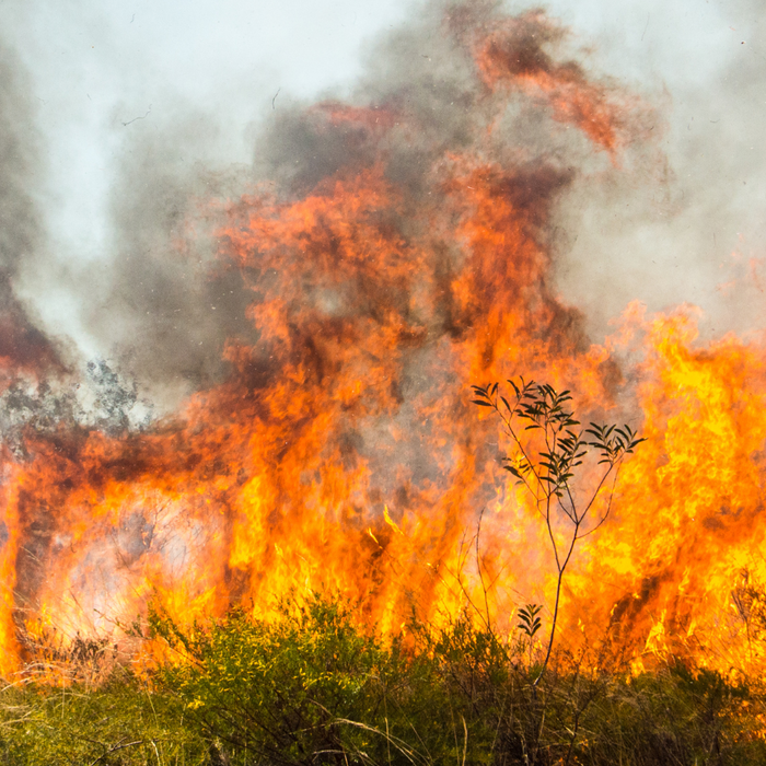 Helping Our Mates: A Guide on Bushfire Preparedness and Animal Care for Rural Aussies