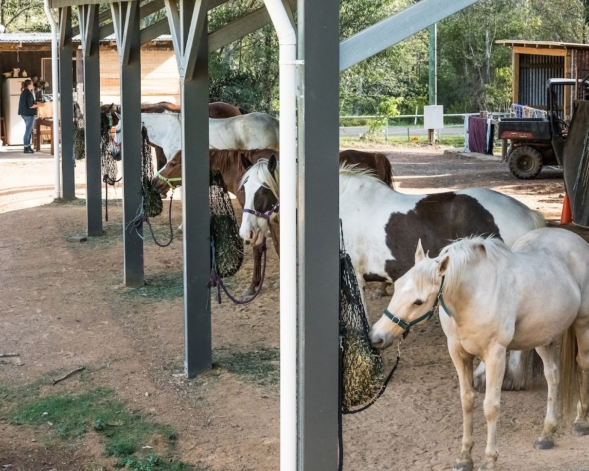 BENEFITS OF SLOW FEEDING FOR HORSES