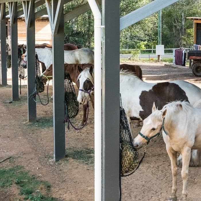 BENEFITS OF SLOW FEEDING FOR HORSES