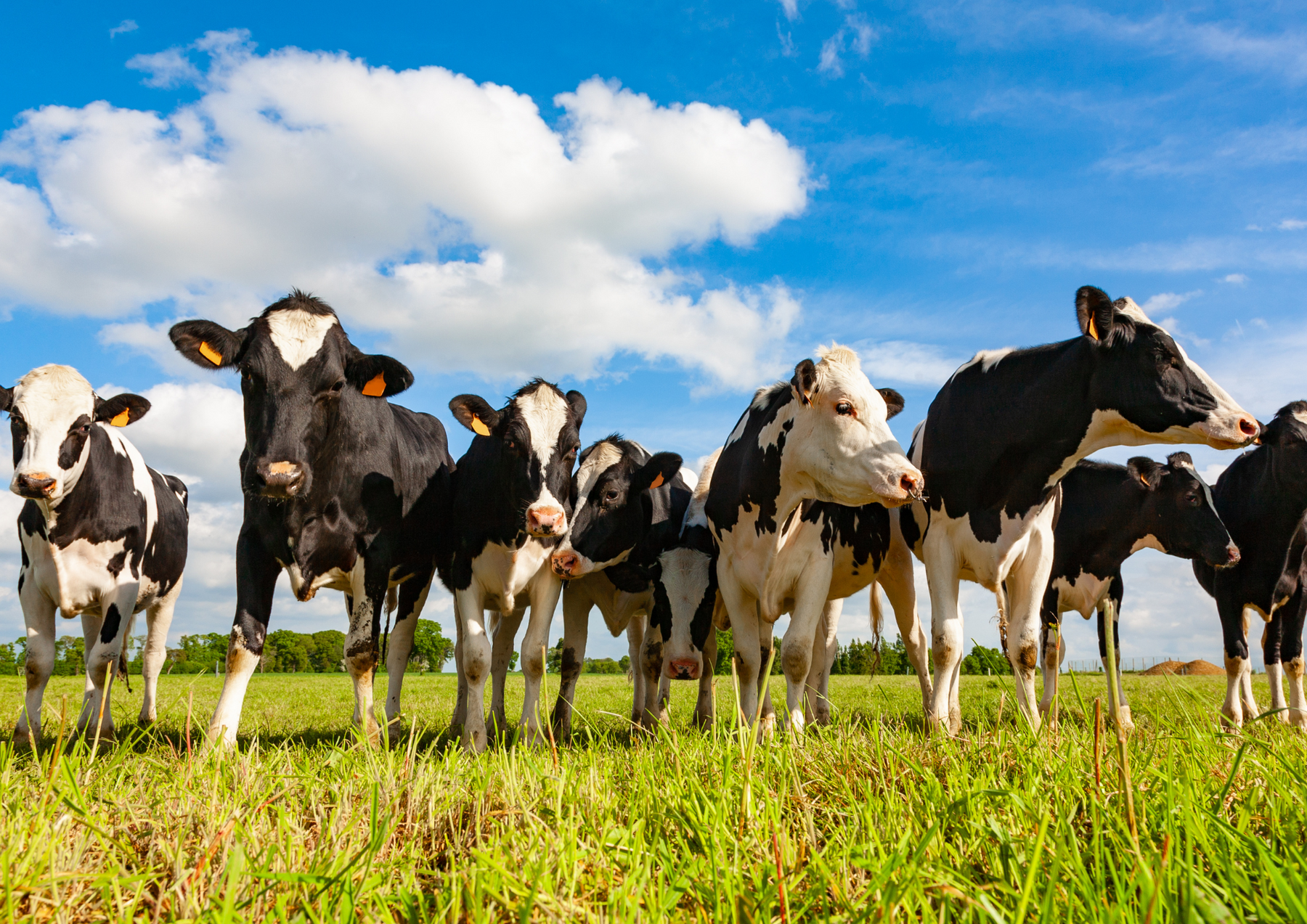 How cattle handling equipment can increase safety