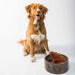 Dog sitting behind a bowl filled with dehydrated pig ear dog treat