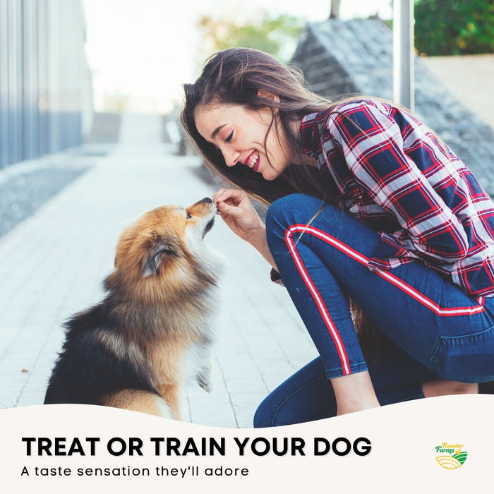 Human holding a dog treat infront of a medium sized dog 