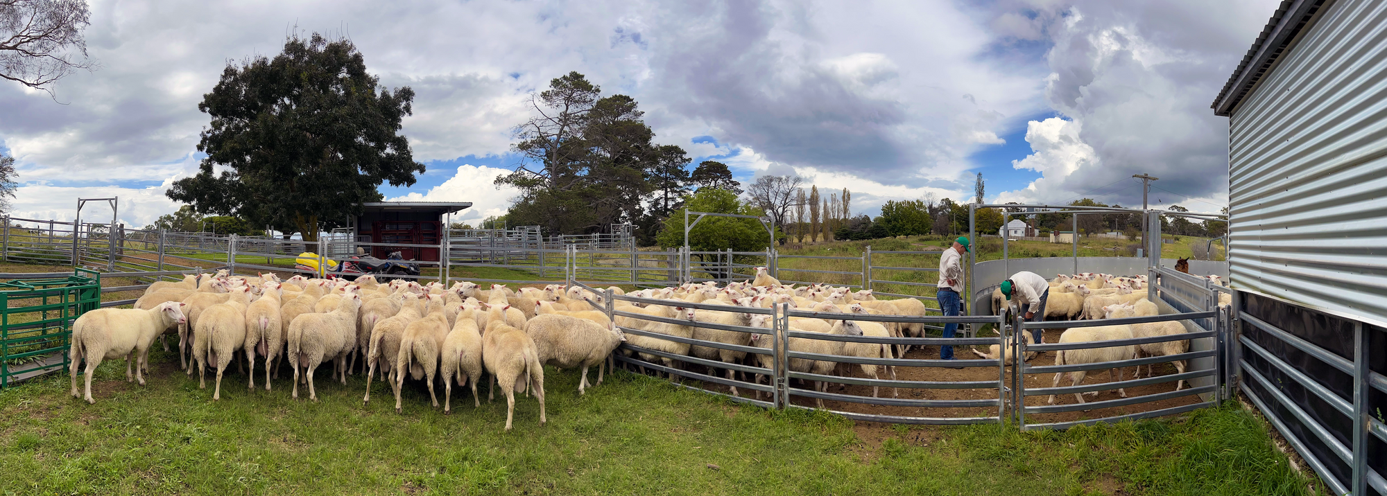 Farmyard-with-sheep's