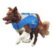 Blue adjustable safety vest for dogs